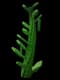 Beanstalk - Common rarity crop worth 85 Sheckles in Roblox Grow A Garden