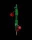 Cranberry - Common rarity crop worth 280 Sheckles in Roblox Grow A Garden