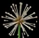 Dandelion - Common rarity crop worth 45 Sheckles in Roblox Grow A Garden
