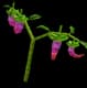 Dragon Pepper - Rare rarity crop worth 1,800 Sheckles in Roblox Grow A Garden