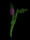 Eggplant - Uncommon rarity crop worth 520 Sheckles in Roblox Grow A Garden