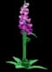 Foxglove - Uncommon rarity crop worth 680 Sheckles in Roblox Grow A Garden