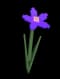 Nightshade - Rare rarity crop worth 1,800 Sheckles in Roblox Grow A Garden