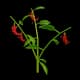 Pepper - Uncommon rarity crop worth 420 Sheckles in Roblox Grow A Garden