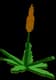 Succulent - Common rarity crop worth 280 Sheckles in Roblox Grow A Garden