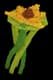 Suncoil - Rare rarity crop worth 1,500 Sheckles in Roblox Grow A Garden