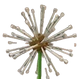 Dandelion - Grow A Garden Roblox crop icon for value calculator