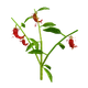 Pepper - Grow A Garden Roblox crop icon for value calculator
